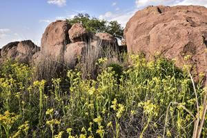 Trophy Whitetail Deer hunt ranch