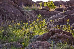 Trophy Whitetail Deer boone and crockett ranch